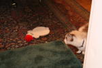 Click on one of the size names above to enlarge this image