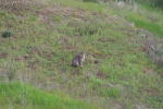 Click on one of the size names above to enlarge this image