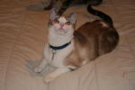 Click on one of the size names above to enlarge this image