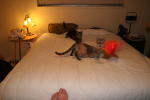 Click on one of the size names above to enlarge this image