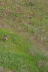 Click on one of the size names above to enlarge this image