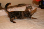Click on one of the size names above to enlarge this image