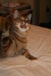 Click on one of the size names above to enlarge this image