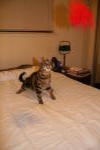 Click on one of the size names above to enlarge this image