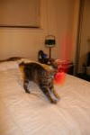 Click on one of the size names above to enlarge this image