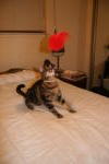 Click on one of the size names above to enlarge this image