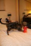 Click on one of the size names above to enlarge this image