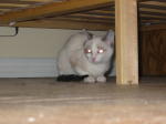 Click on one of the size names above to enlarge this image