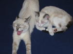 Click on one of the size names above to enlarge this image