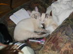 Click on one of the size names above to enlarge this image
