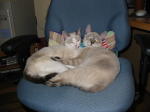 Click on one of the size names above to enlarge this image