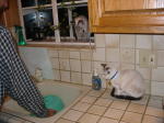 Click on one of the size names above to enlarge this image