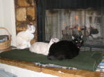 Click on one of the size names above to enlarge this image