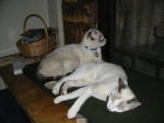 Click on one of the size names above to enlarge this image