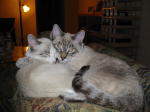 Click on one of the size names above to enlarge this image