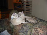 Click on one of the size names above to enlarge this image