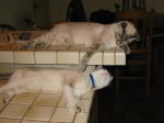 Click on one of the size names above to enlarge this image