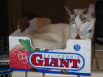 Click on one of the size names above to enlarge this image