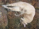 Click on one of the size names above to enlarge this image