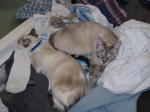 Click on one of the size names above to enlarge this image