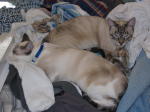 Click on one of the size names above to enlarge this image