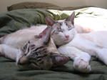 Click on one of the size names above to enlarge this image