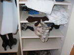 Click on one of the size names above to enlarge this image