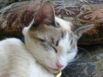 Click on one of the size names above to enlarge this image