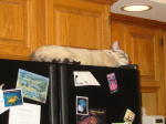 Click on one of the size names above to enlarge this image