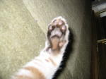 Click on one of the size names above to enlarge this image