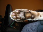 Click on one of the size names above to enlarge this image