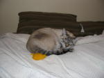 Click on one of the size names above to enlarge this image