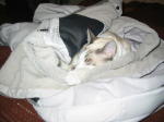 Click on one of the size names above to enlarge this image