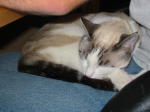 Click on one of the size names above to enlarge this image
