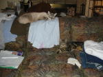 Click on one of the size names above to enlarge this image