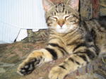 Click on one of the size names above to enlarge this image