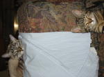 Click on one of the size names above to enlarge this image