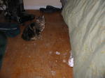 Click on one of the size names above to enlarge this image
