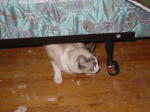 Click on one of the size names above to enlarge this image