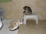 Click on one of the size names above to enlarge this image