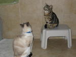 Click on one of the size names above to enlarge this image