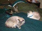 Click on one of the size names above to enlarge this image