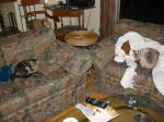 Click on one of the size names above to enlarge this image
