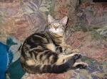 Click on one of the size names above to enlarge this image