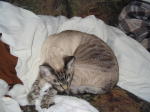 Click on one of the size names above to enlarge this image