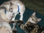 Click on one of the size names above to enlarge this image