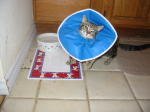 Click on one of the size names above to enlarge this image