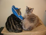 Click on one of the size names above to enlarge this image