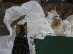Click on one of the size names above to enlarge this image