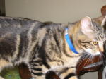 Click on one of the size names above to enlarge this image
